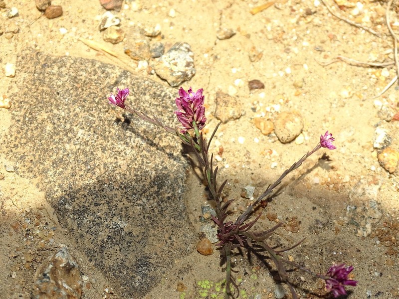 Senega subandina