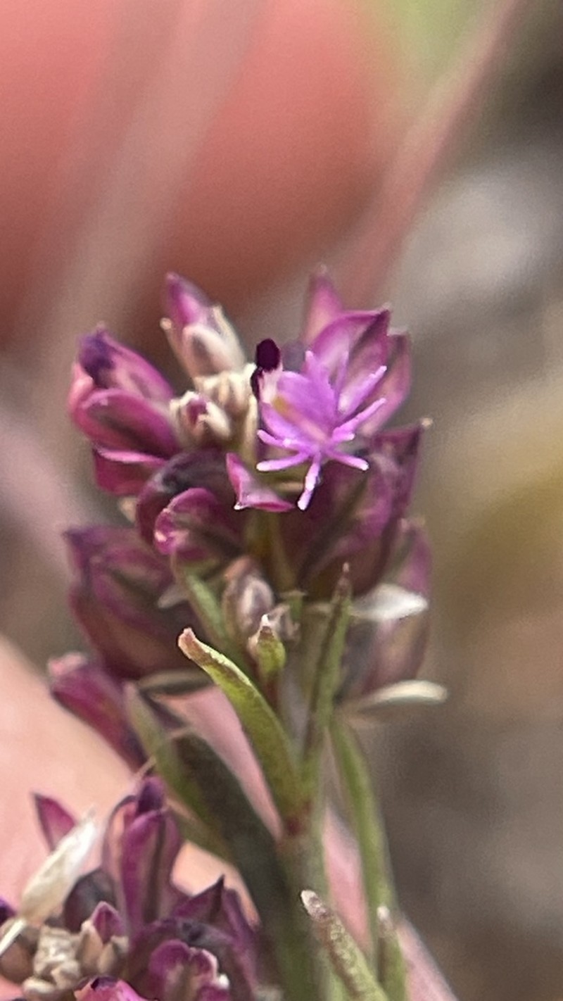 Senega subandina photo 2
