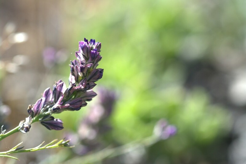 Senega subandina photo 3