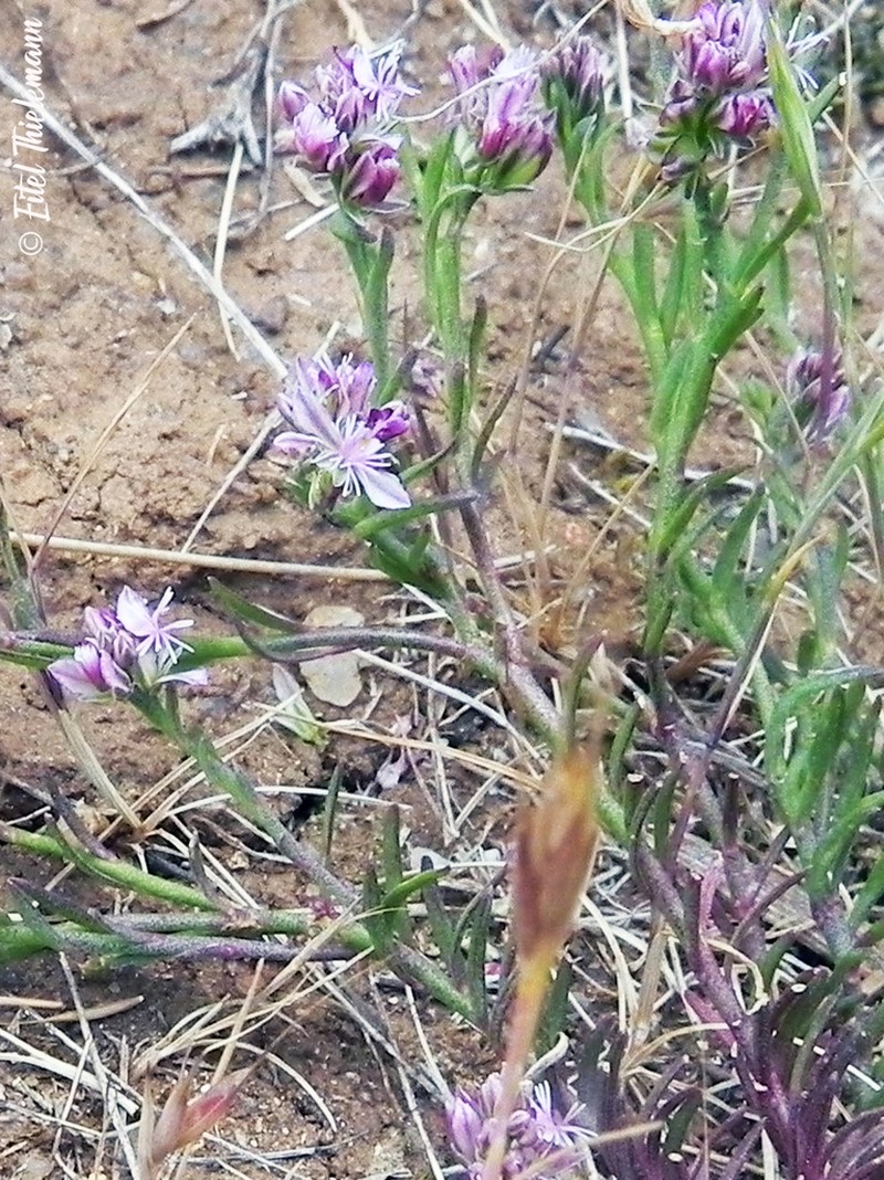 Senega subandina photo 4