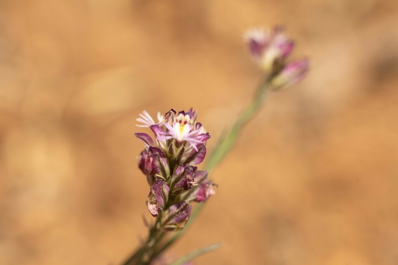 Senega subandina photo 7
