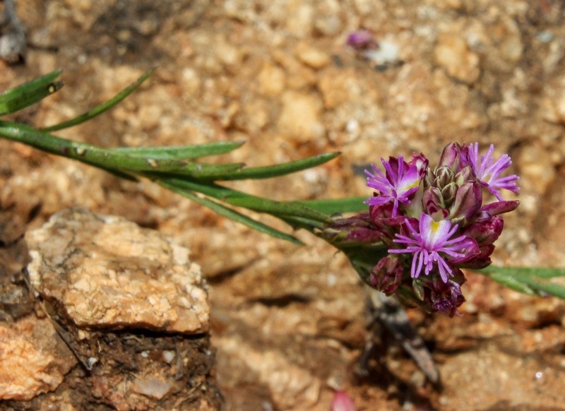 Senega subandina photo 8
