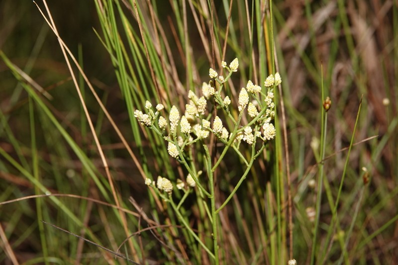 Senega subtilis