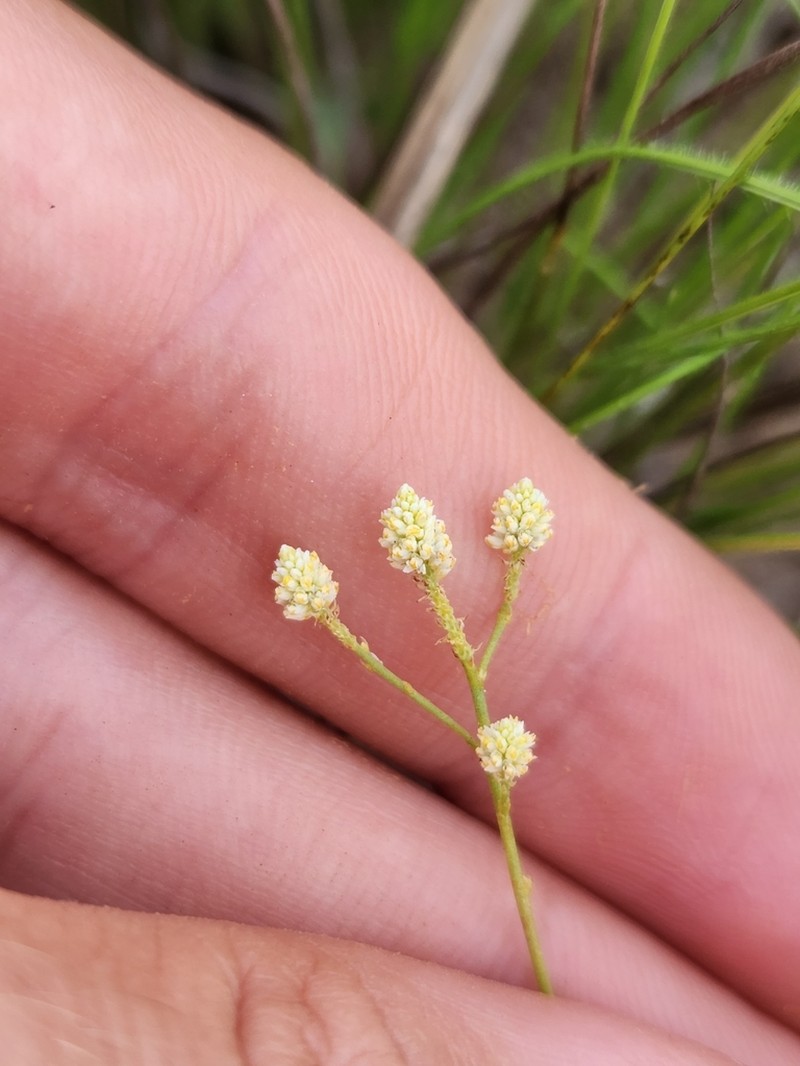 Senega subtilis photo 2