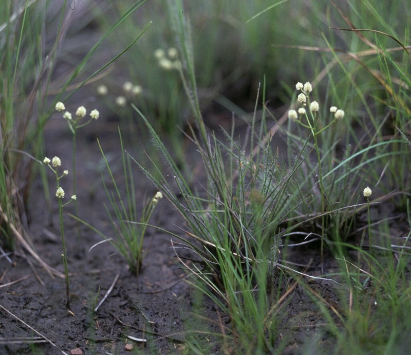Senega subtilis photo 3