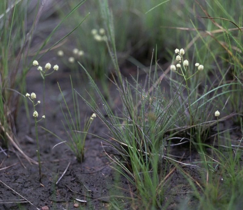 Senega subtilis photo 5