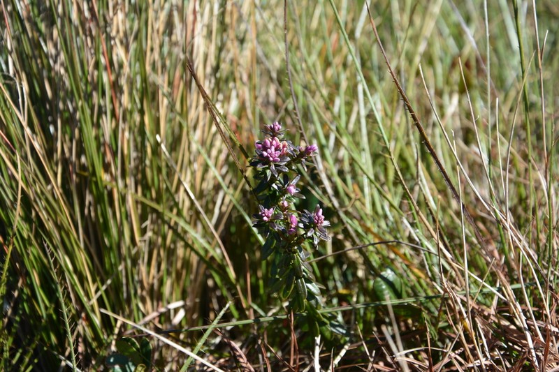 Senega subverticillata