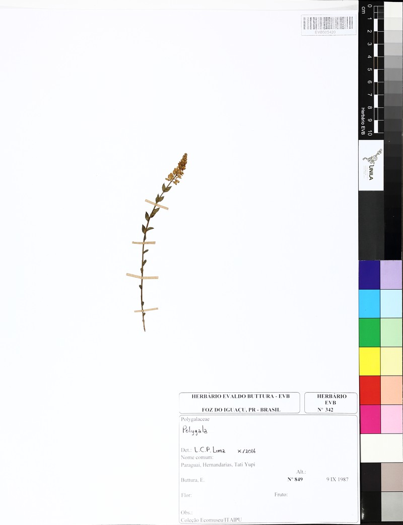 Senega telephium