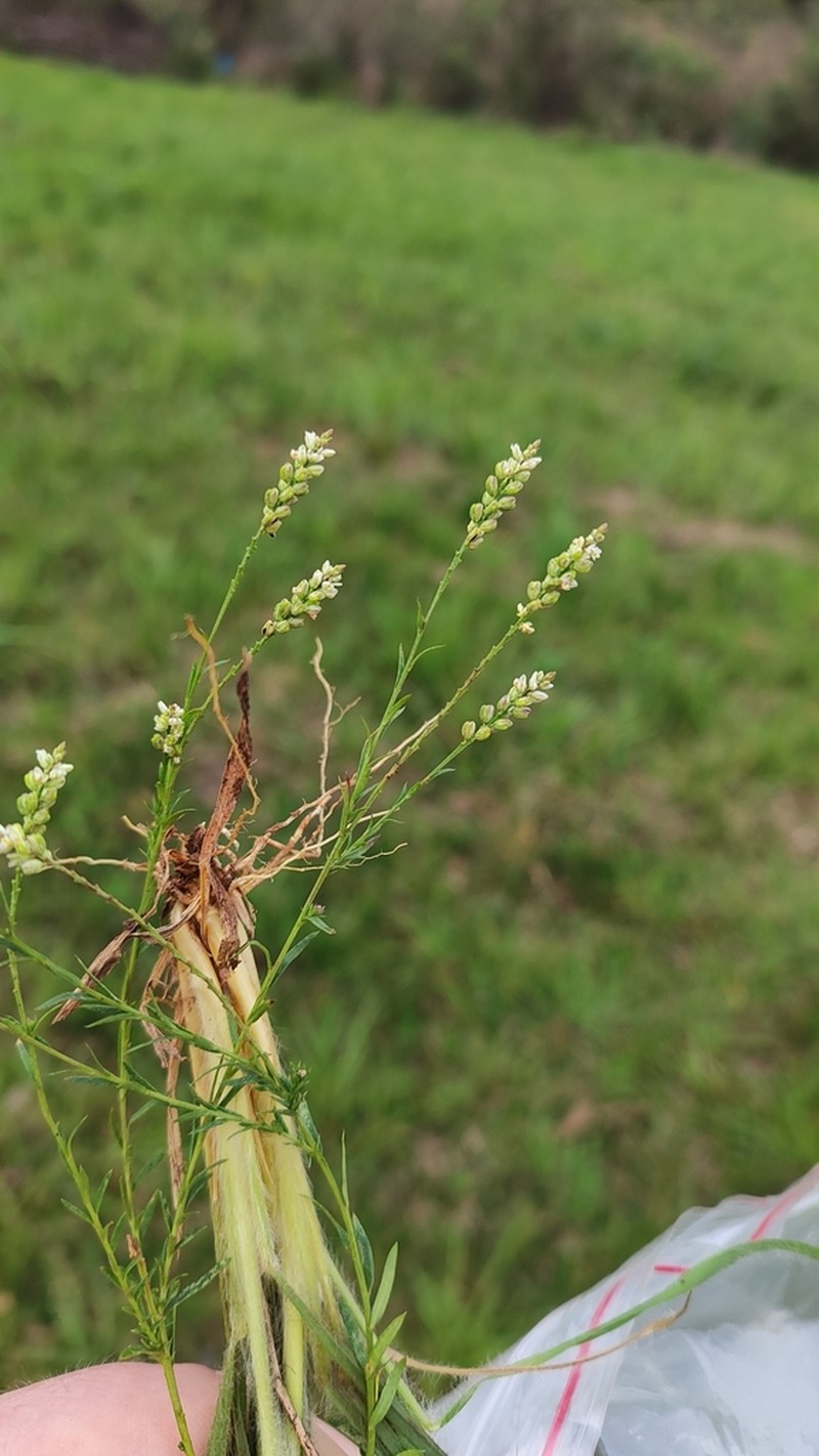 Senega tenuis