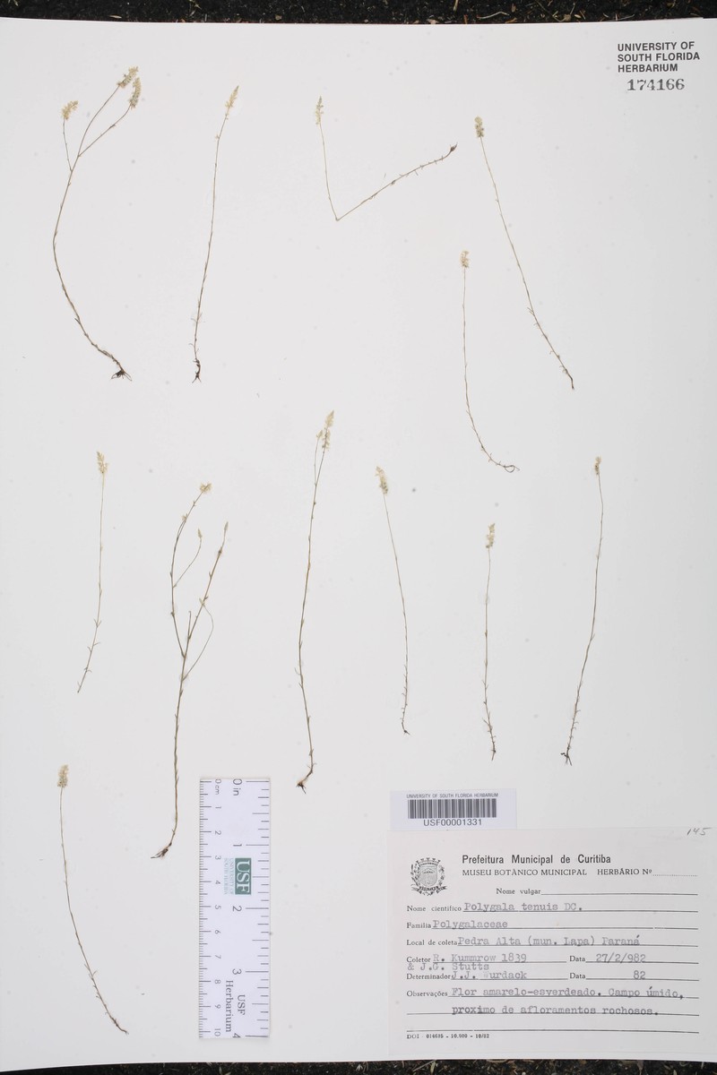 Senega tenuis photo 2
