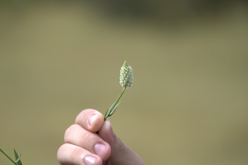Senega timoutoides