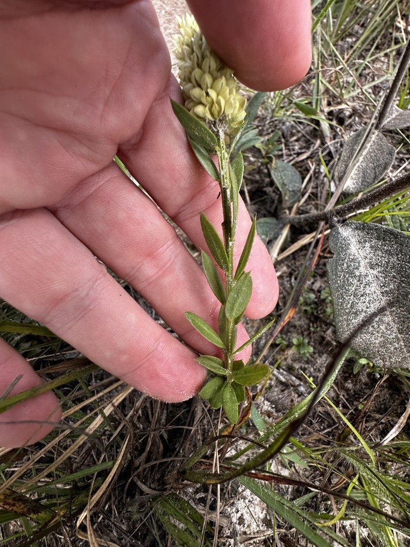 Senega timoutoides photo 2