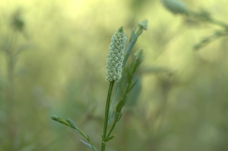 Senega timoutoides photo 3