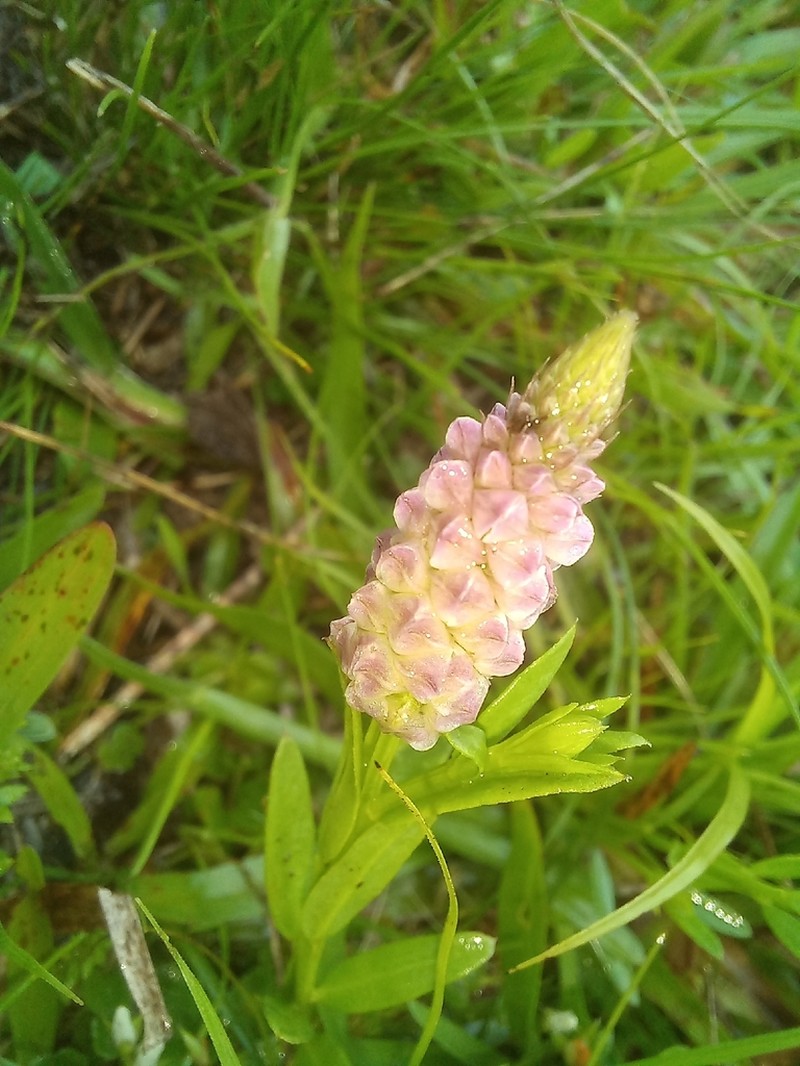Senega timoutoides photo 4