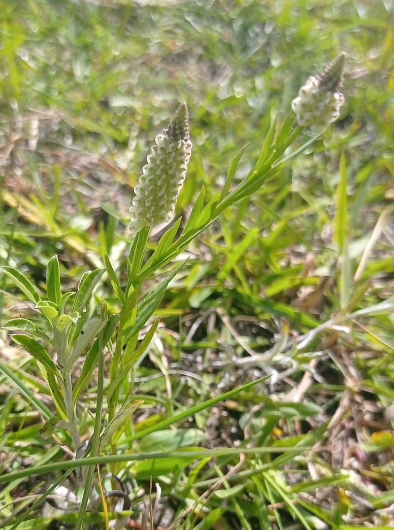 Senega timoutoides photo 5