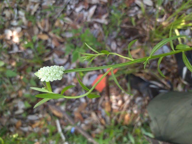 Senega timoutoides photo 6