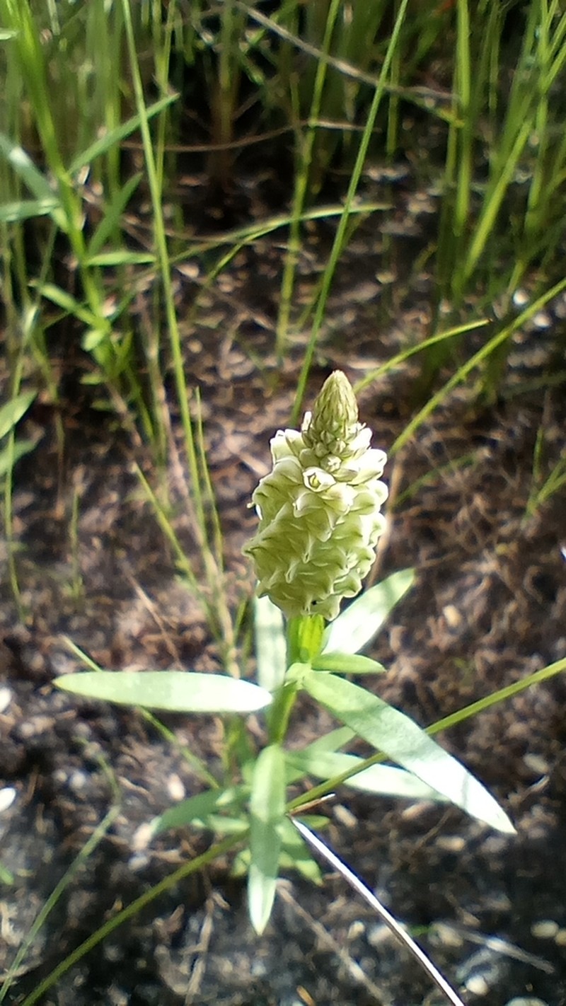 Senega timoutoides photo 7