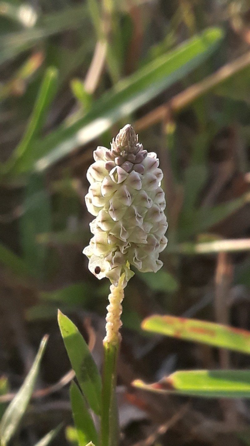Senega timoutoides photo 8