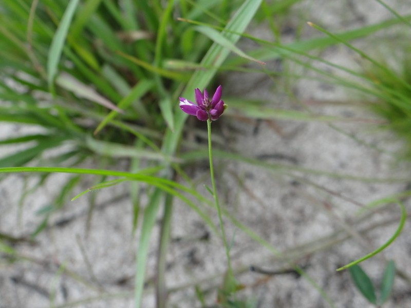 Senega trichosperma