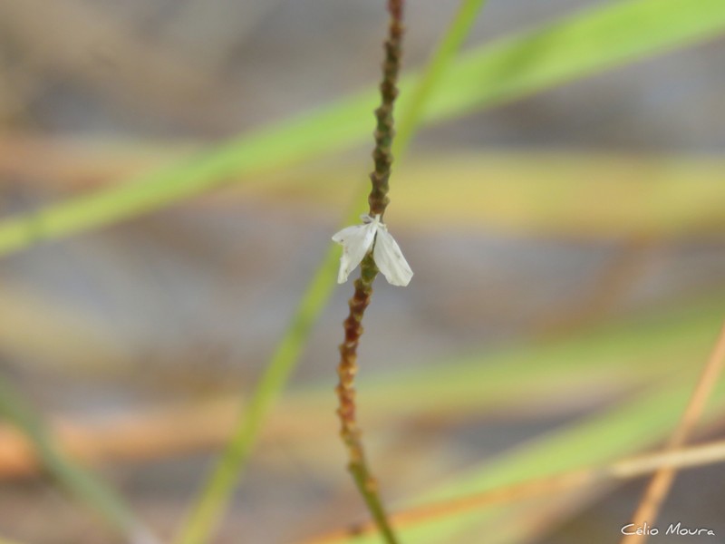 Senega trichosperma photo 2