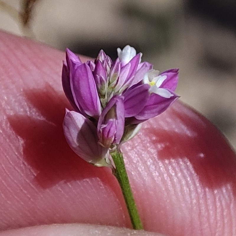 Senega trichosperma photo 3