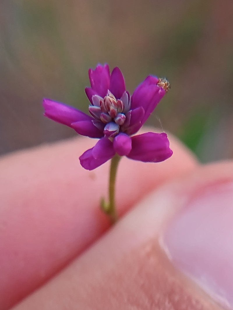 Senega trichosperma photo 4