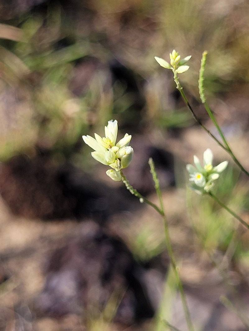Senega trichosperma photo 6