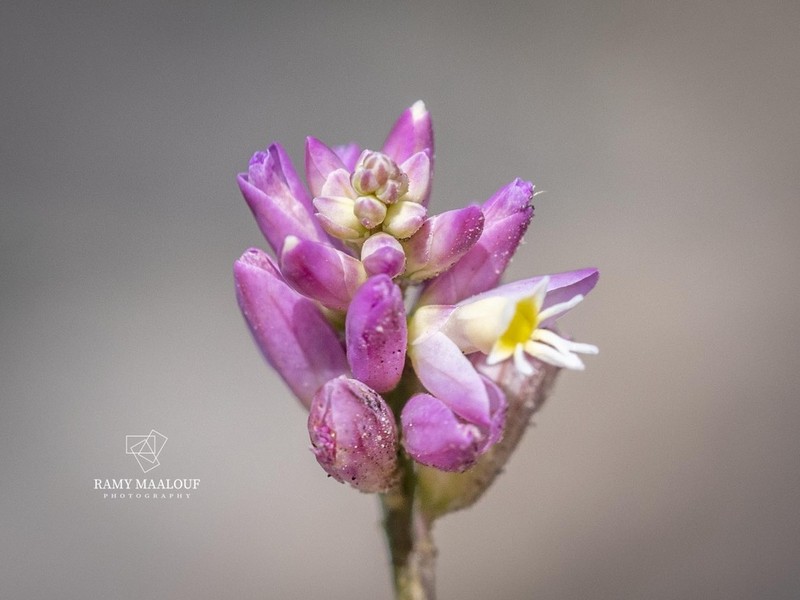 Senega trichosperma photo 7