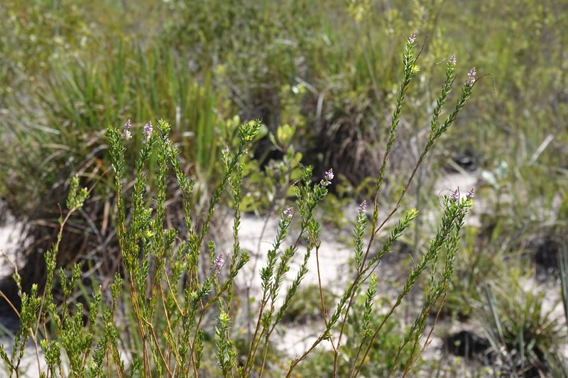 Senega tuberculata