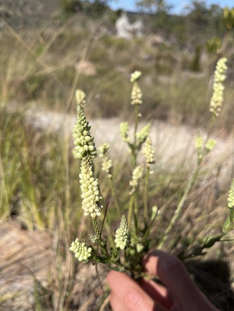 Senega veadeiroensis