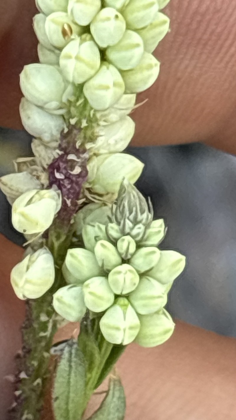 Senega veadeiroensis photo 2