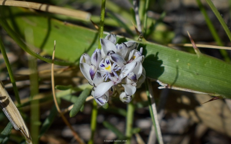 Senega ventanensis