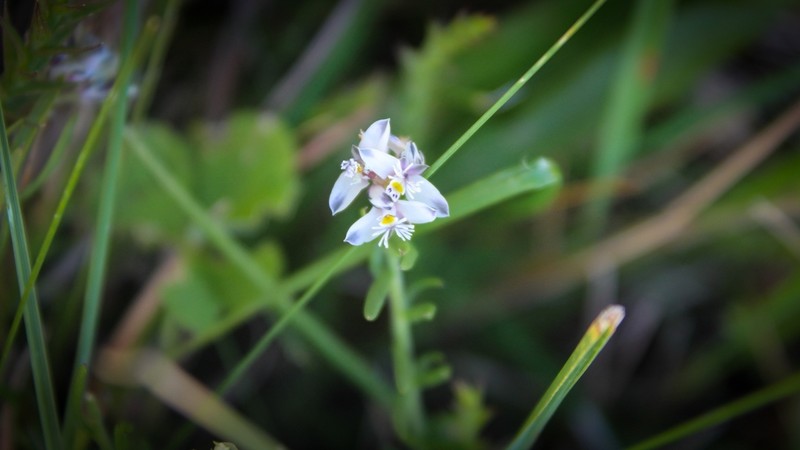 Senega ventanensis photo 2