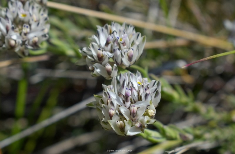 Senega ventanensis photo 3