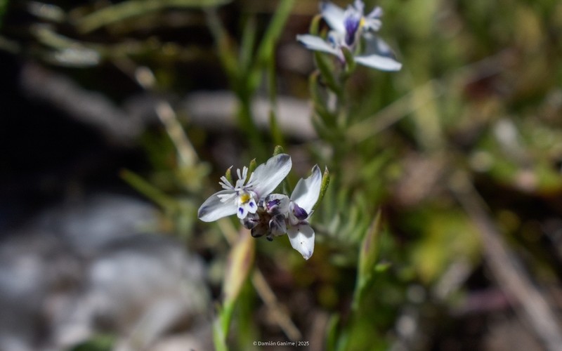 Senega ventanensis photo 4