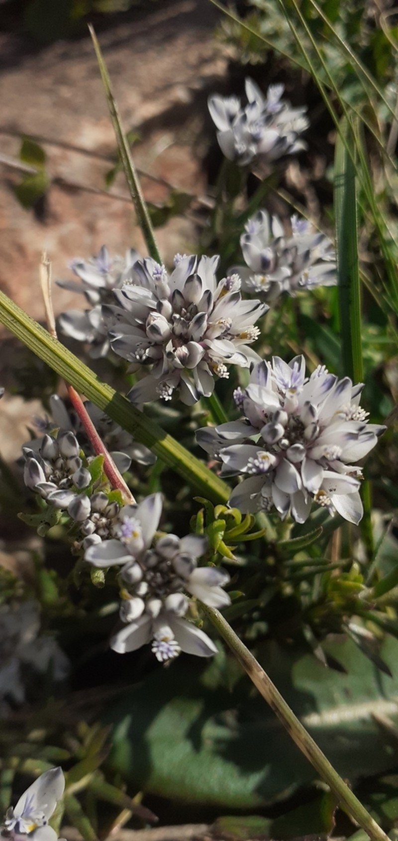 Senega ventanensis photo 5