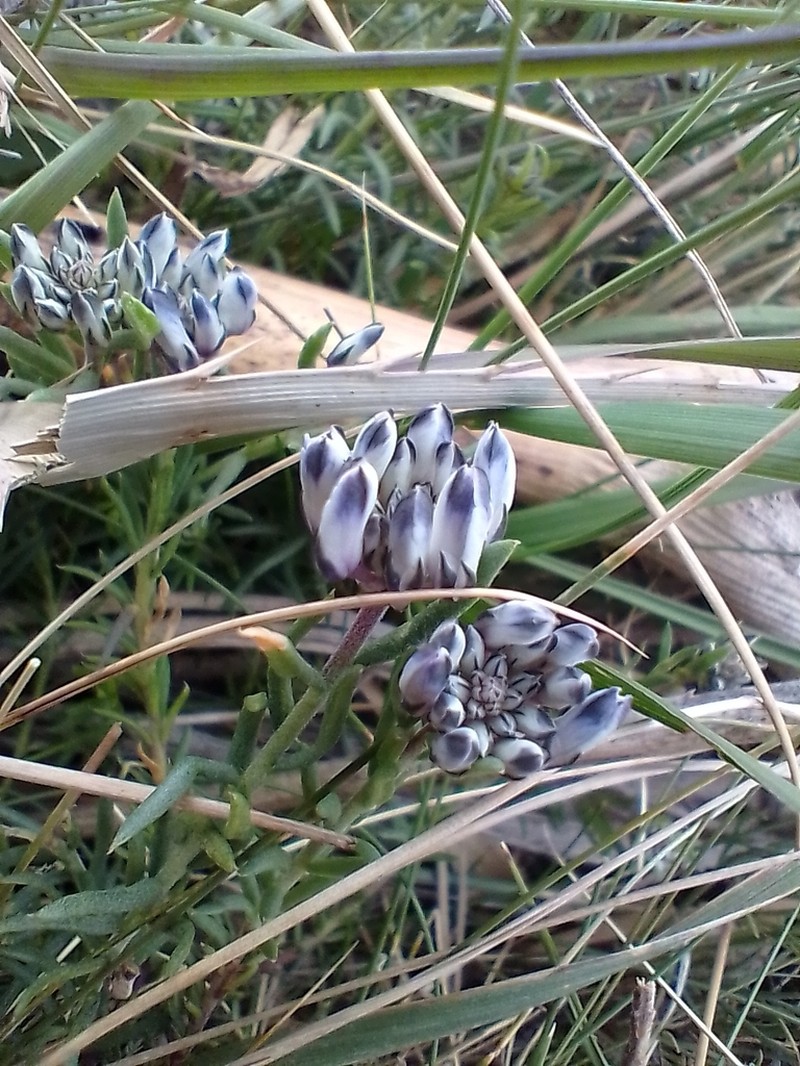 Senega ventanensis photo 6