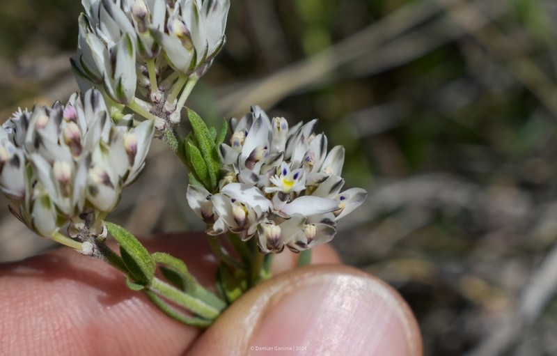 Senega ventanensis photo 7