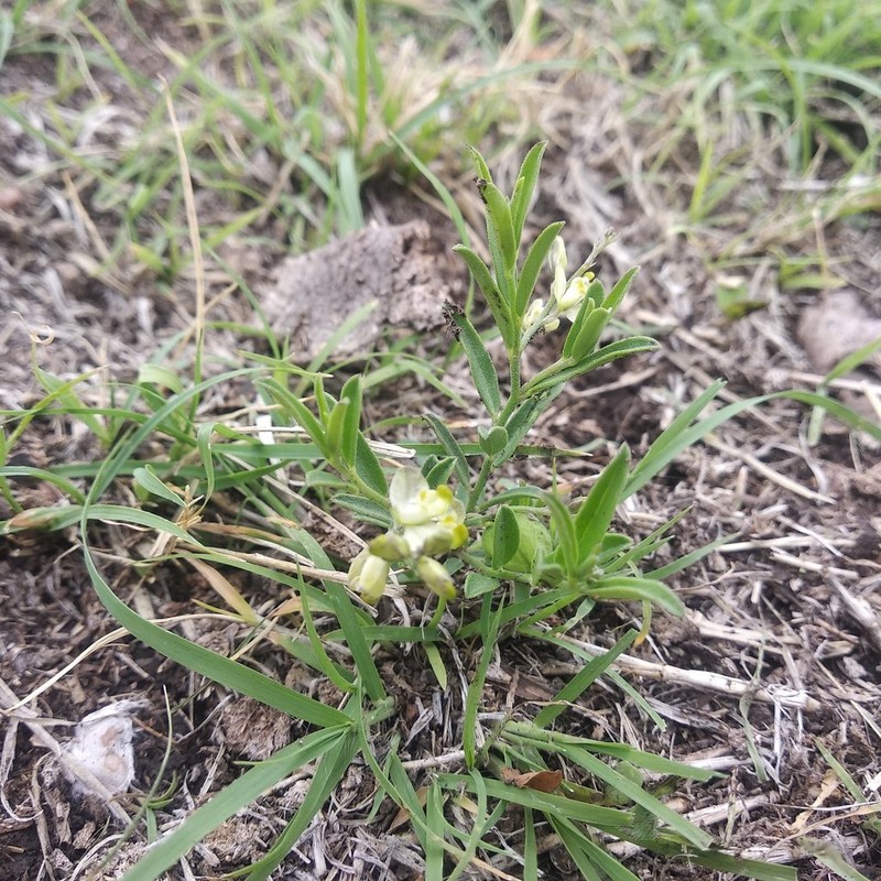 Senega vergrandis