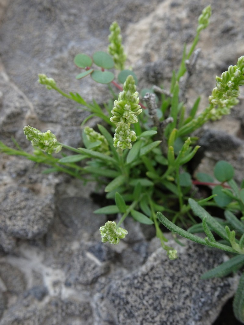Senega vergrandis photo 2