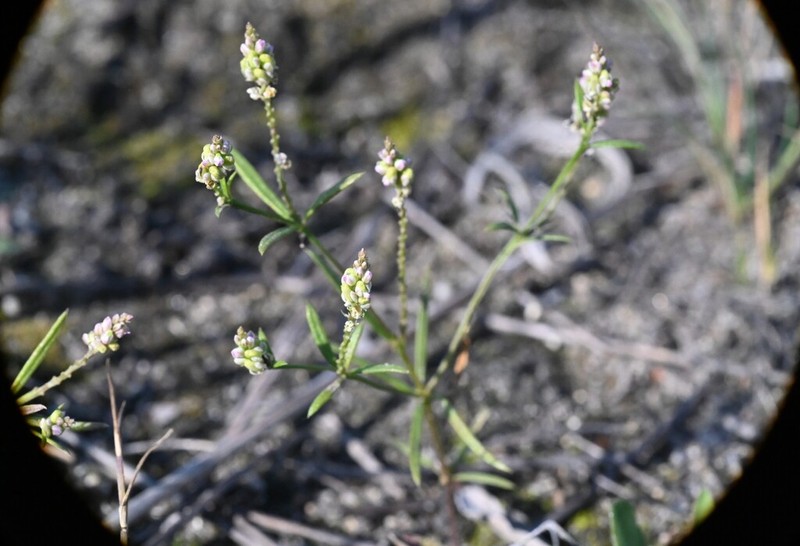 Whorled Milkwort