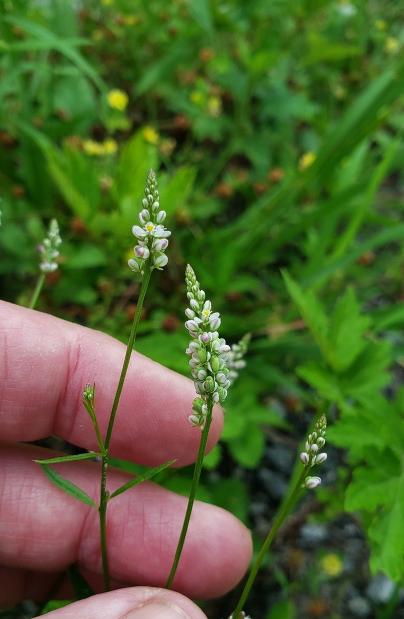 Whorled Milkwort photo 2
