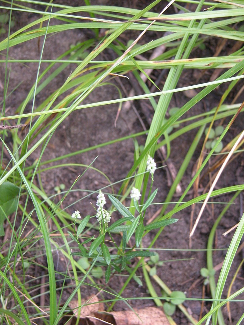 Whorled Milkwort photo 3