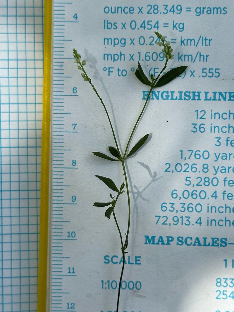 Whorled Milkwort photo 4
