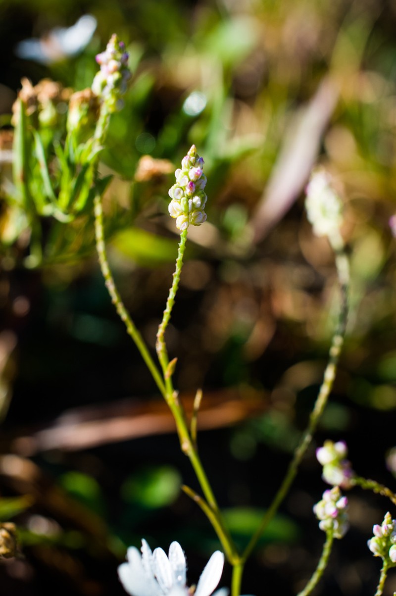 Whorled Milkwort photo 5