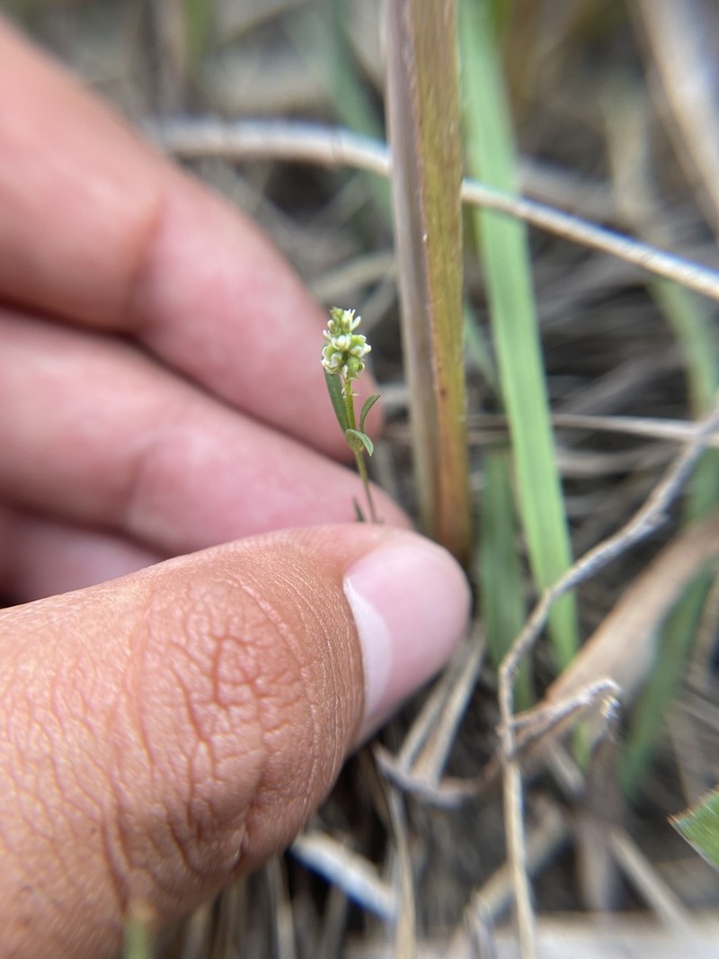 Whorled Milkwort photo 6