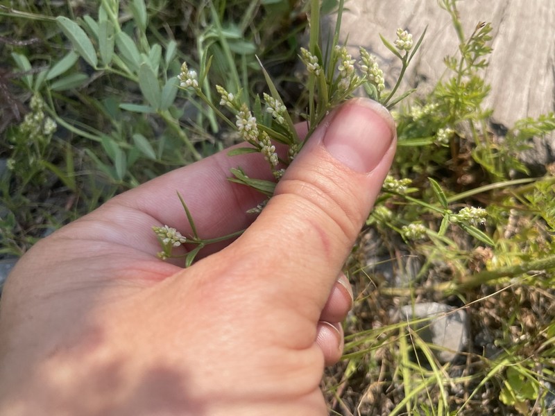 Whorled Milkwort photo 7