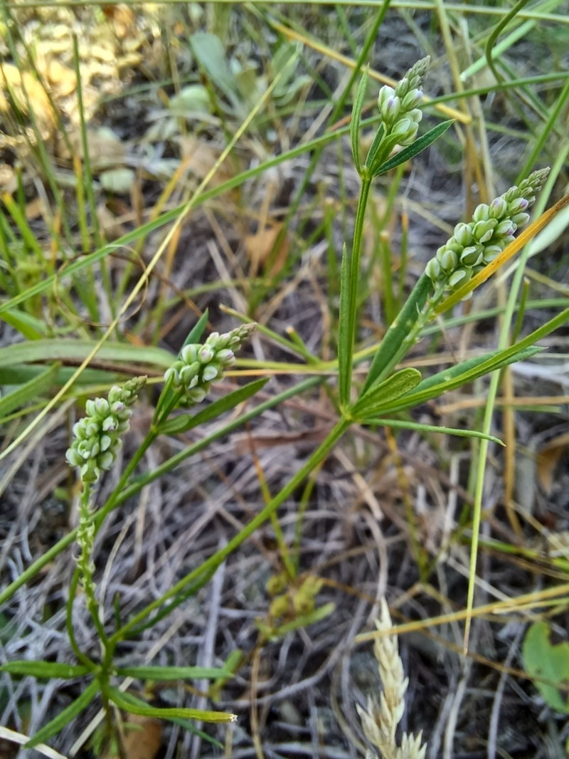 Whorled Milkwort photo 8
