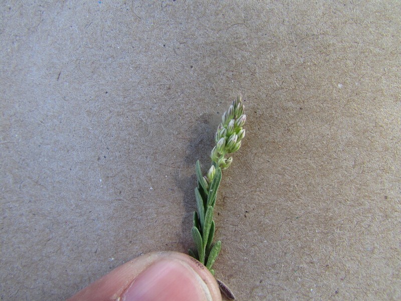 Senega viridis