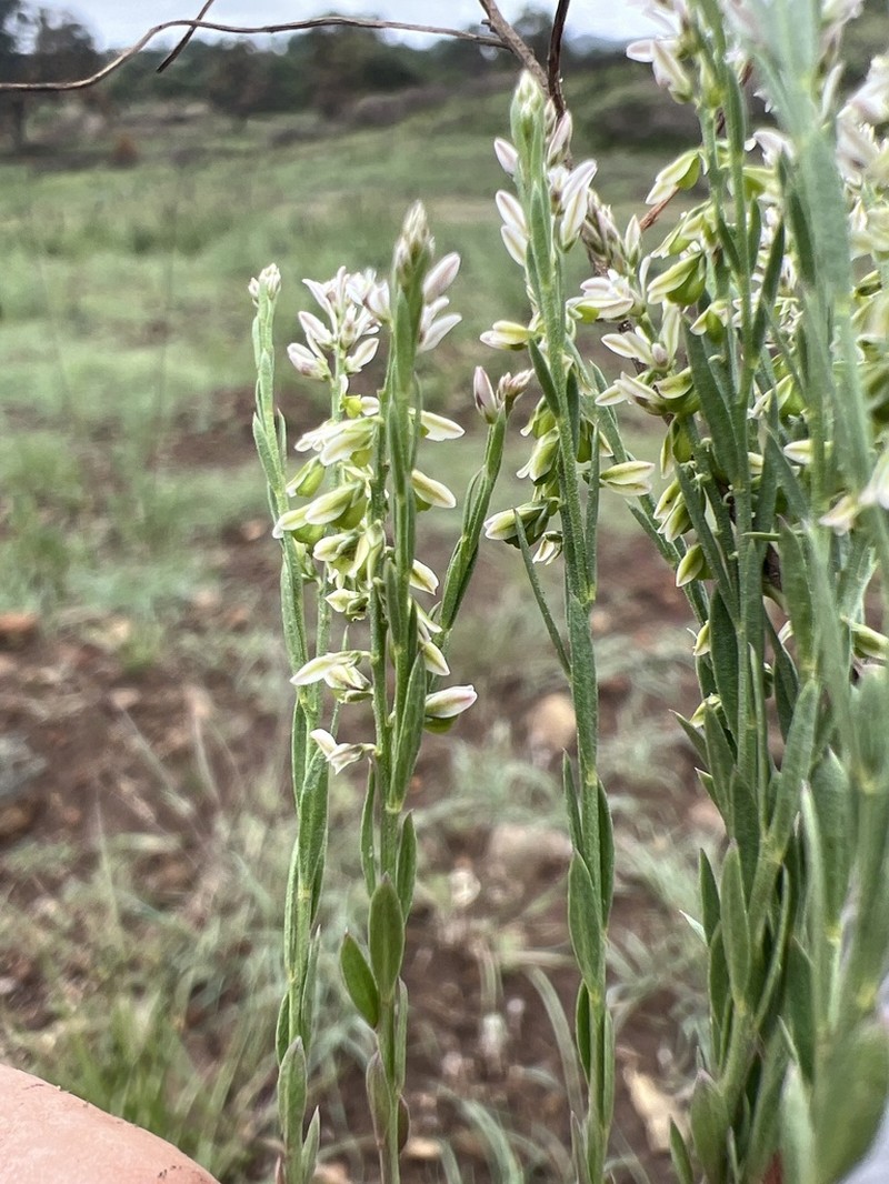 Senega viridis photo 2